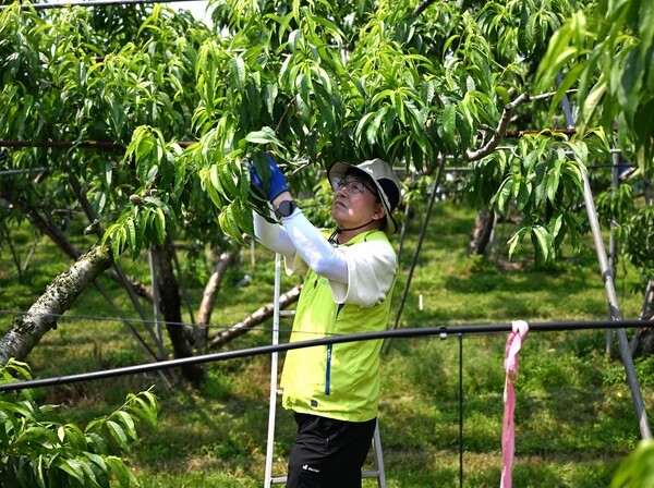 [사진=NH농협손해보험]